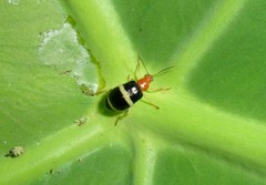 Gynandrobrotica caviceps