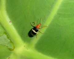 Gynandrobrotica caviceps