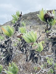 Scalesia villosa