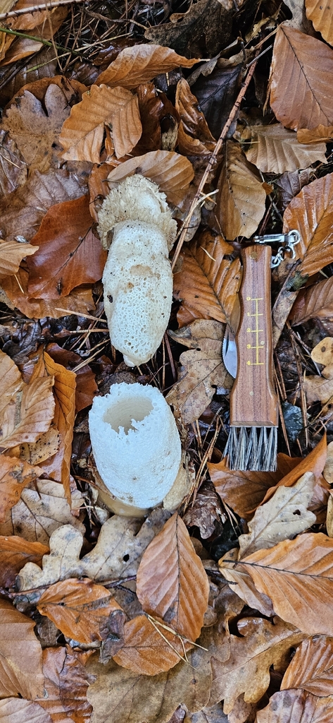 Phallus impudicus · November 2025 · photo: © run4 (iNaturalist, cc-by)