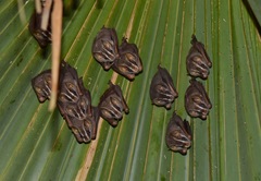 Uroderma bilobatum