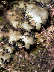 Phaeophyscia hispidula