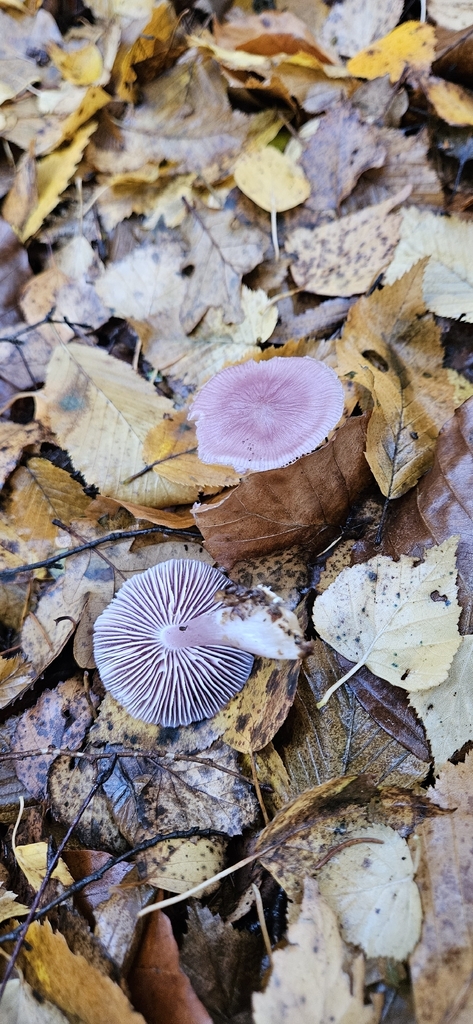 Mycena rosea · November 2025 · photo: © run4 (iNaturalist, cc-by)