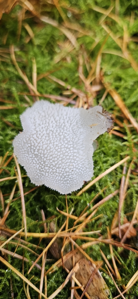 Pseudohydnum gelatinosum · November 2025 · photo: © run4 (iNaturalist, cc-by)