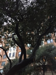 Quercus agrifolia