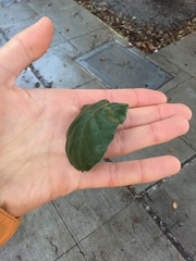 Quercus agrifolia