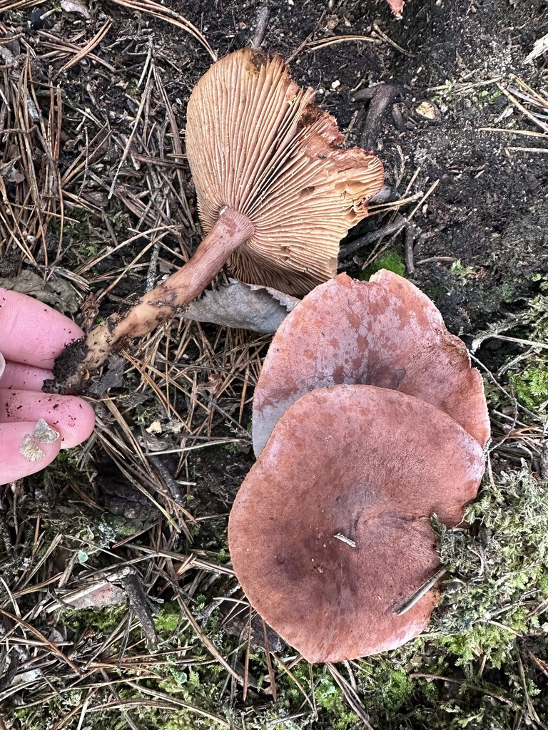 Lactarius rufus · November 2025 · photo: © katrin_simon (iNaturalist, cc-by)