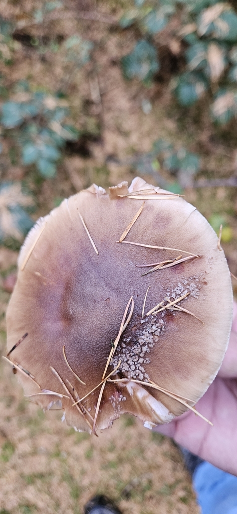Amanita rubescens · November 2025 · photo: © run4 (iNaturalist, cc-by)