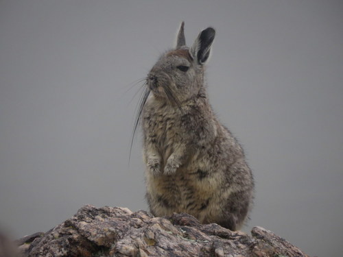 Common Moutain Viscacha