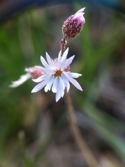 Lithophragma tenellum