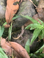 Sphaerodactylus