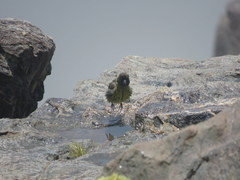 Spinus crassirostris