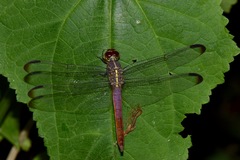 Orthemis sulphurata