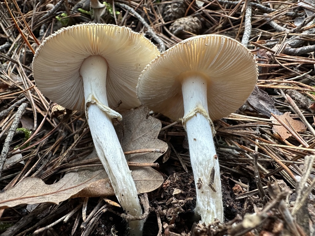 Amanita citrina · November 2025 · photo: © katrin_simon (iNaturalist, cc-by)