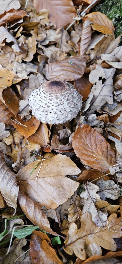 Chlorophyllum rhacodes · November 2025 · photo: © run4 (iNaturalist, cc-by)