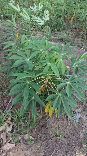 Cassava