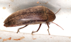 Ripiphoridae