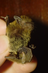 Pipistrellus abramus