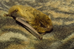 Pipistrellus abramus