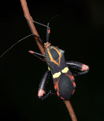 Schaeferocoris ecuadorensis