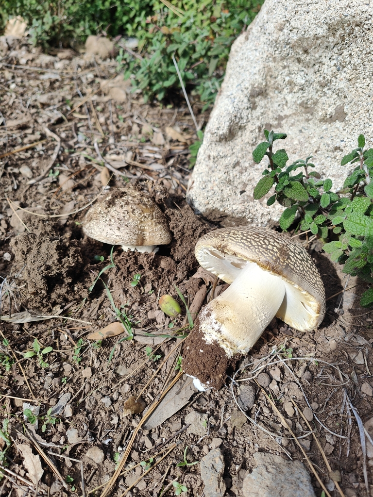 Amanita franchetii