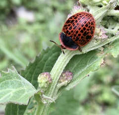 Botanochara macularia