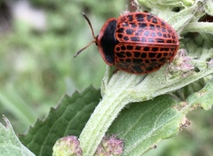 Botanochara macularia