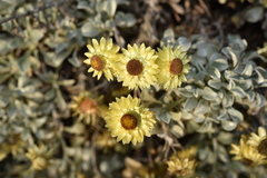 Helichrysum argyrophyllum