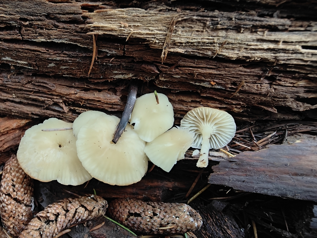 Chrysomphalina grossula · November 2025 · photo: © davidepuddu (iNaturalist, cc-by)