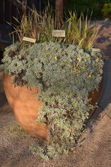 Helichrysum argyrophyllum