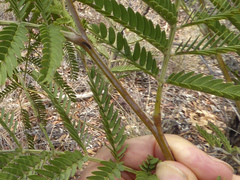 Acacia glaucocarpa