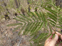Acacia glaucocarpa