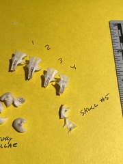 Perognathinae