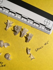 Perognathinae