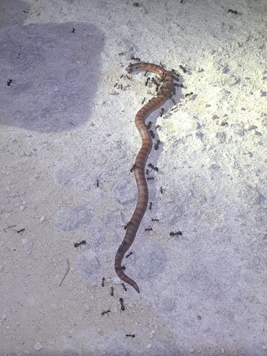 Southern Shovel-nosed Snake sighting