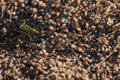 Pogonomyrmex barbatus