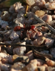 Pogonomyrmex barbatus