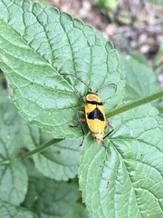 Chauliognathus flavipes