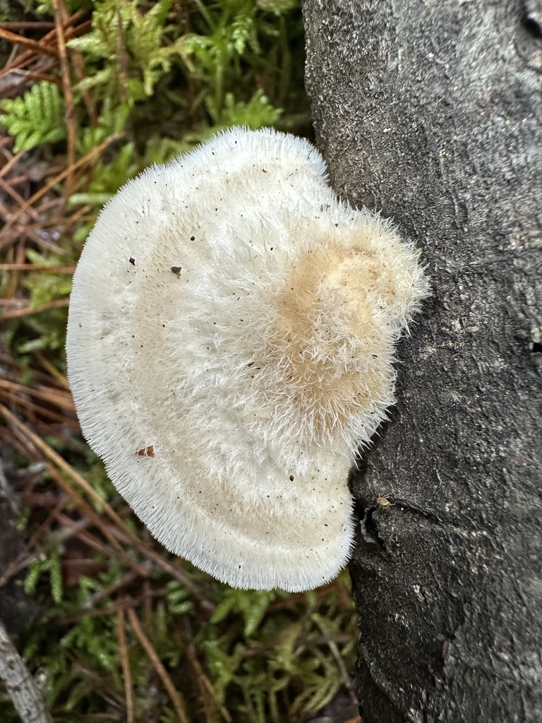 Trametes hirsuta · November 2025 · photo: © katrin_simon (iNaturalist, cc-by)