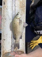 Leathery Grunter photo 1