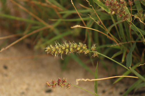 Cenchrus echinatus observed 2025-11-15