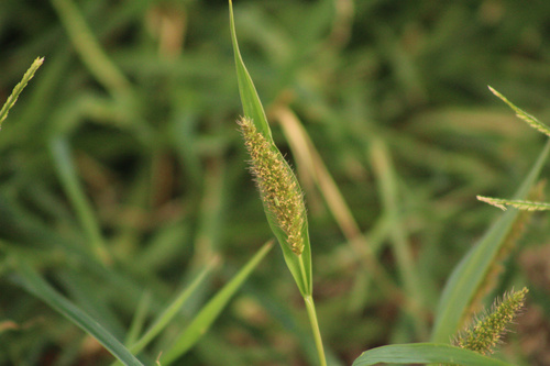 Setaria adhaerens observed 2025-11-15
