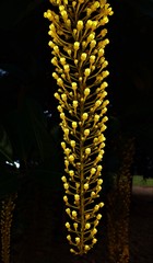 Lophanthera lactescens