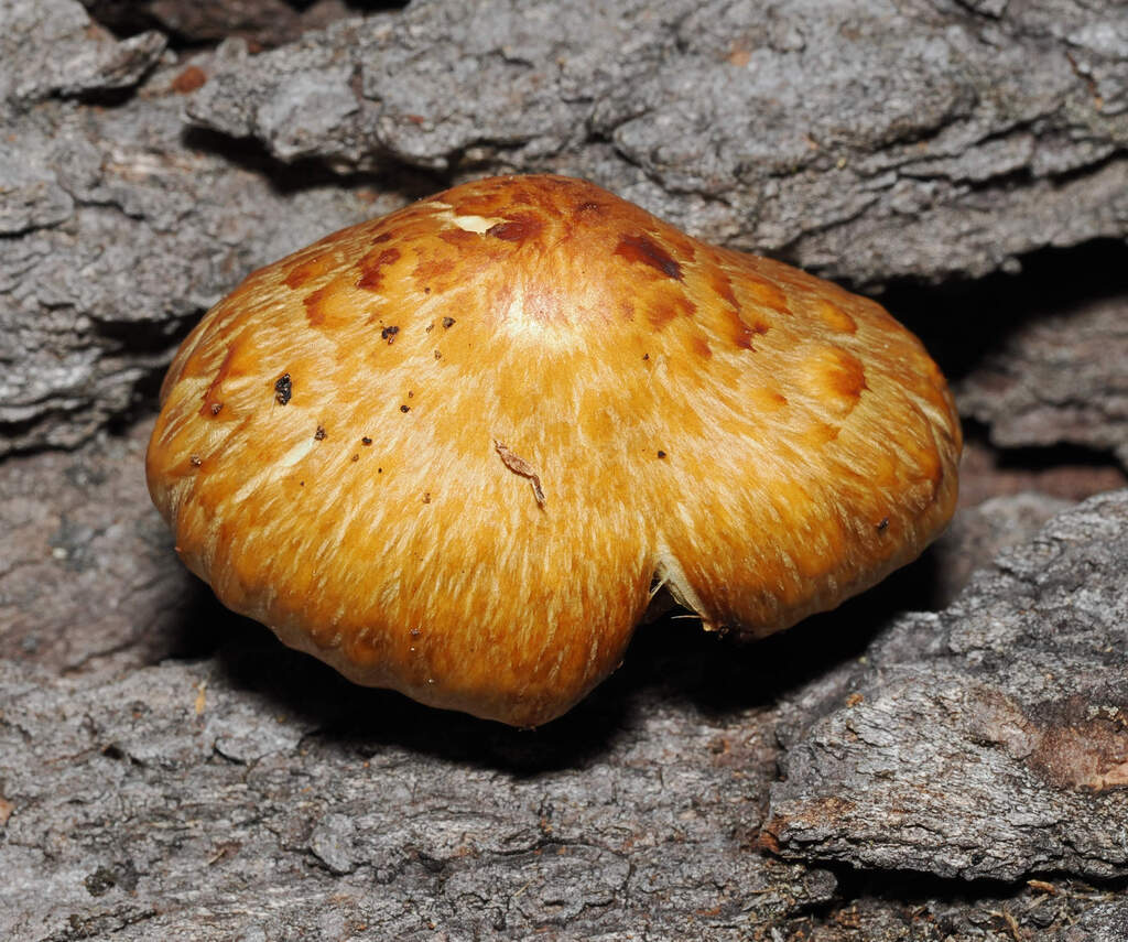 Pholiota aurivella · November 2025 · photo: © wendybirds (iNaturalist, cc-by)