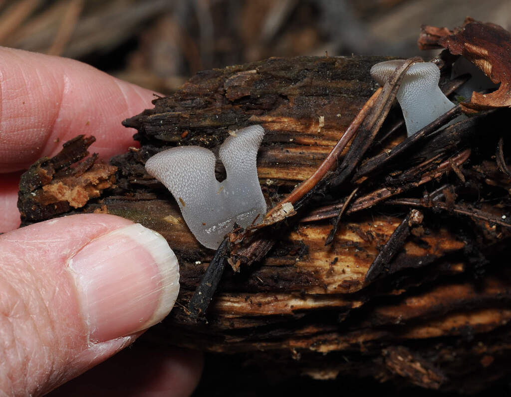 Pseudohydnum gelatinosum · November 2025 · photo: © wendybirds (iNaturalist, cc-by)