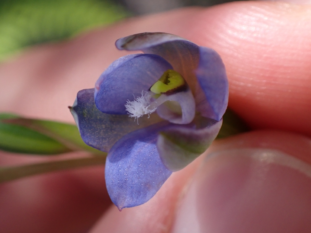 Thelymitra aemula