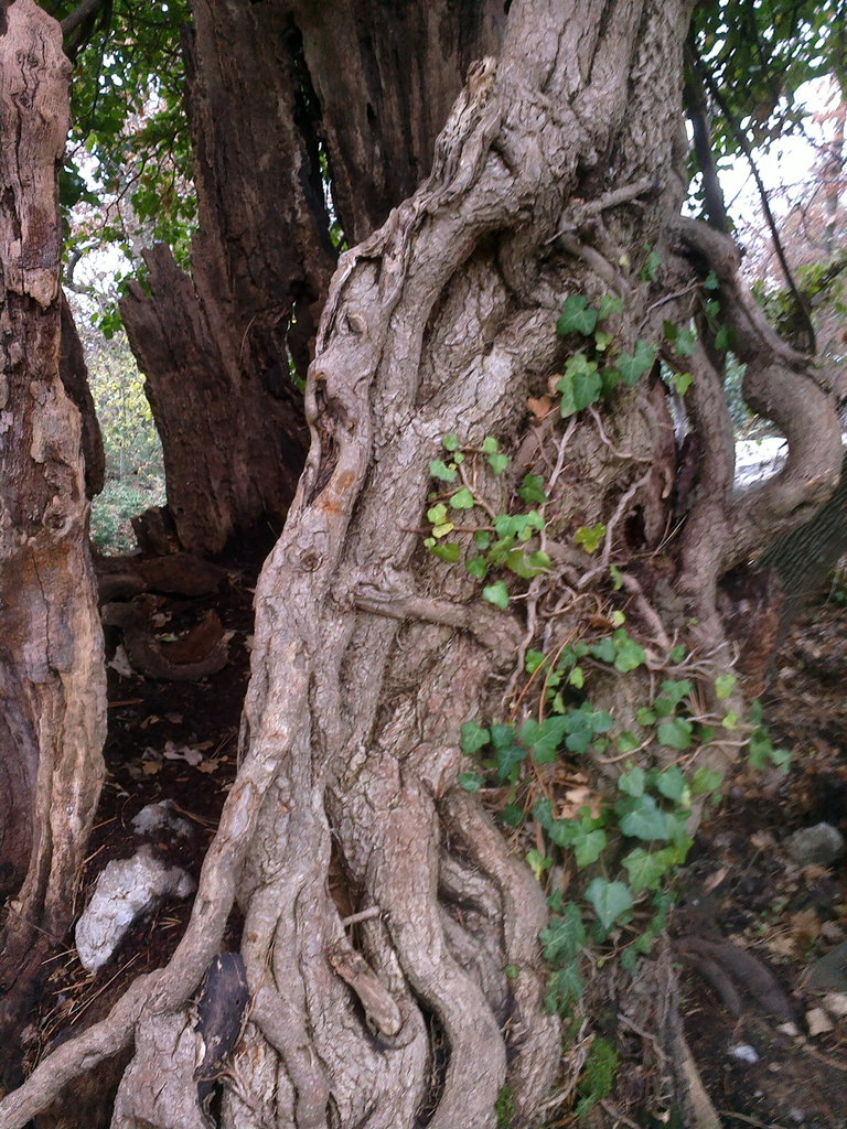 English ivy climbing a tree trunk