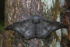 Hyposidra incomptaria