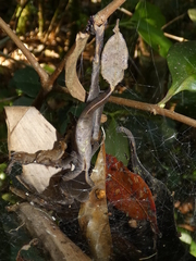 Uroplatus phantasticus