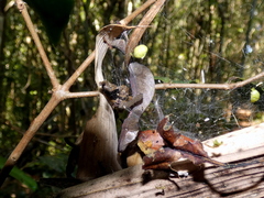 Uroplatus phantasticus